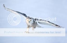 Snowy Owl