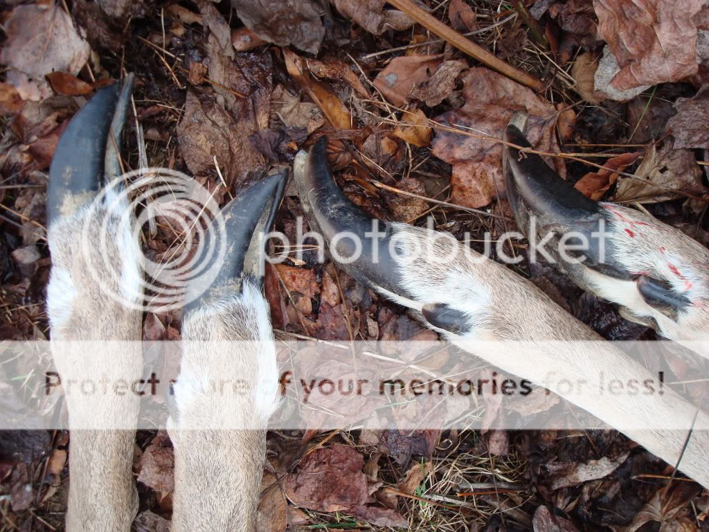 UKC Forums wierd deer feet???????